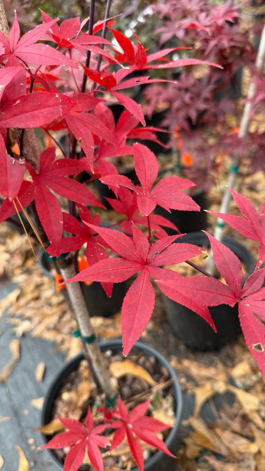 Bloodgood Japanese Maple Tree – Deep Red Foliage, Elegant Compact Form | Cold Hardy Zones 5-8