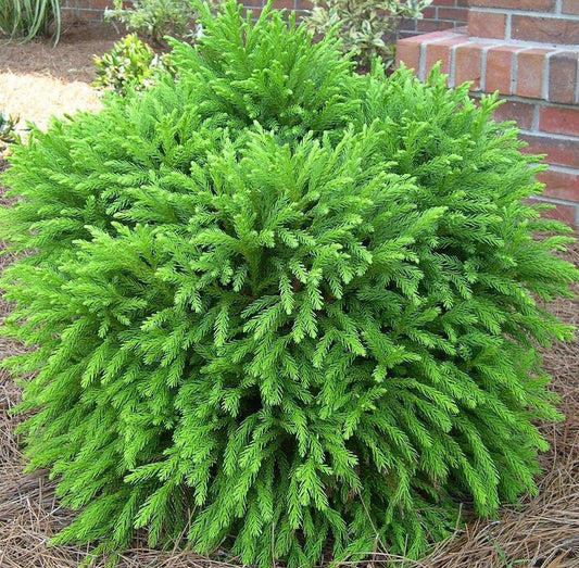 Globosa Nana Cryptomeria – Dwarf Evergreen Conifer Shrub