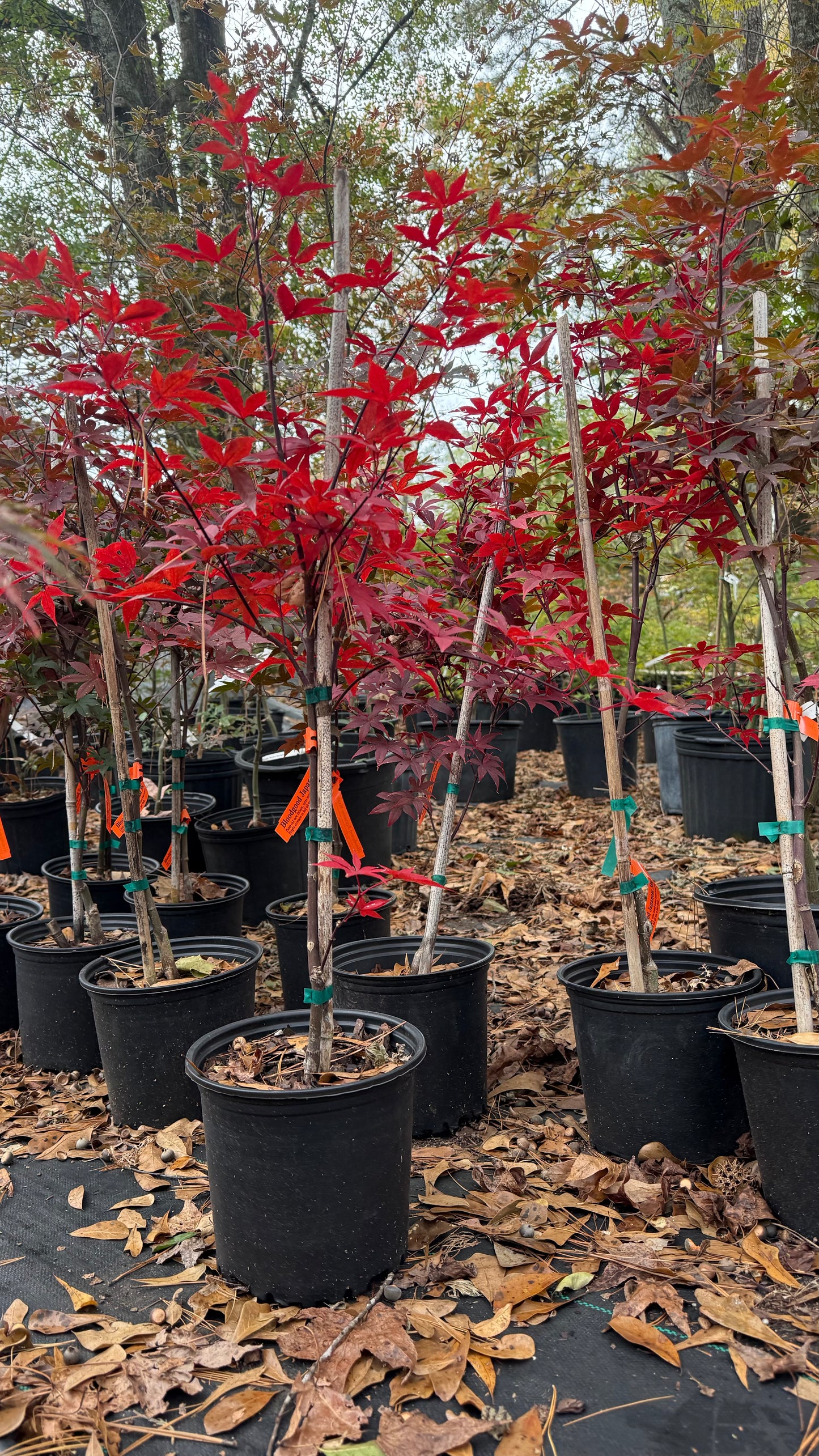 Bloodgood Japanese Maple Tree – Deep Red Foliage, Elegant Compact Form | Cold Hardy Zones 5-8