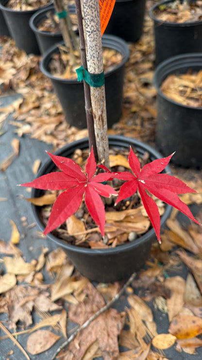 Bloodgood Japanese Maple Tree – Deep Red Foliage, Elegant Compact Form | Cold Hardy Zones 5-8