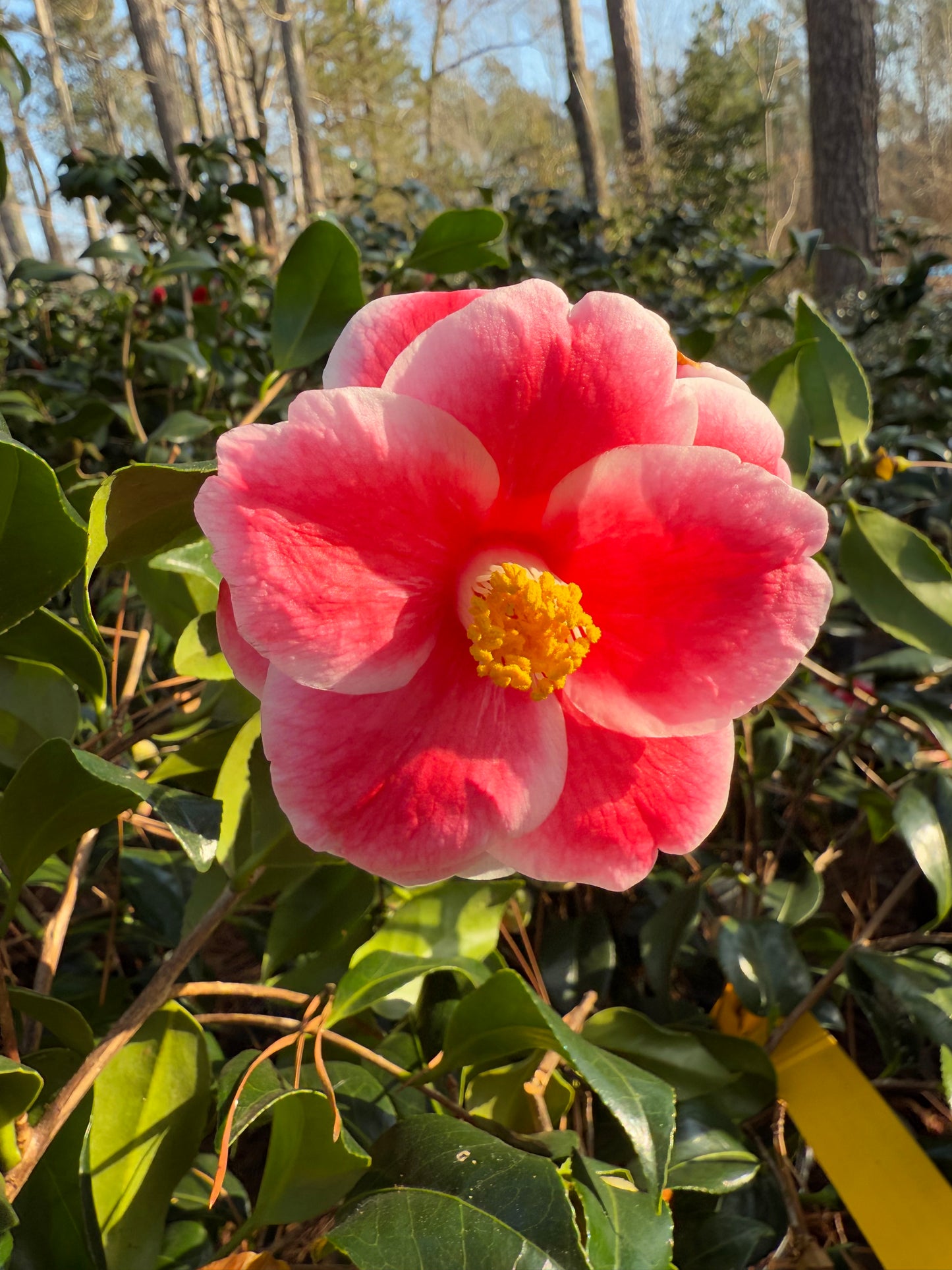 Sadaharu Oh Camellia – Red & White Winter Blooming Evergreen Shrub | Camellia japonica