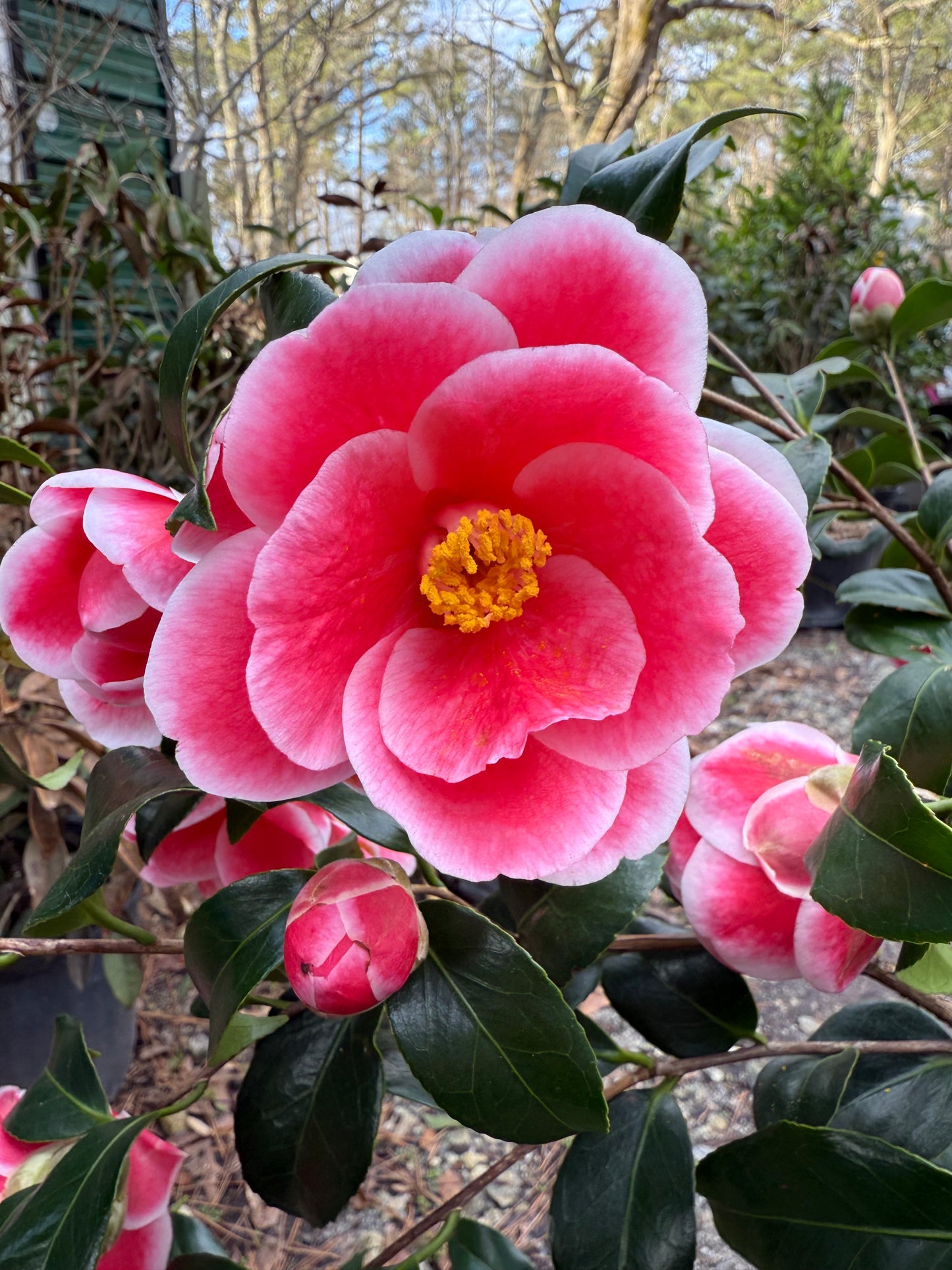 Sadaharu Oh Camellia – Red & White Winter Blooming Evergreen Shrub | Camellia japonica
