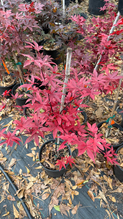 Bloodgood Japanese Maple Tree – Deep Red Foliage, Elegant Compact Form | Cold Hardy Zones 5-8