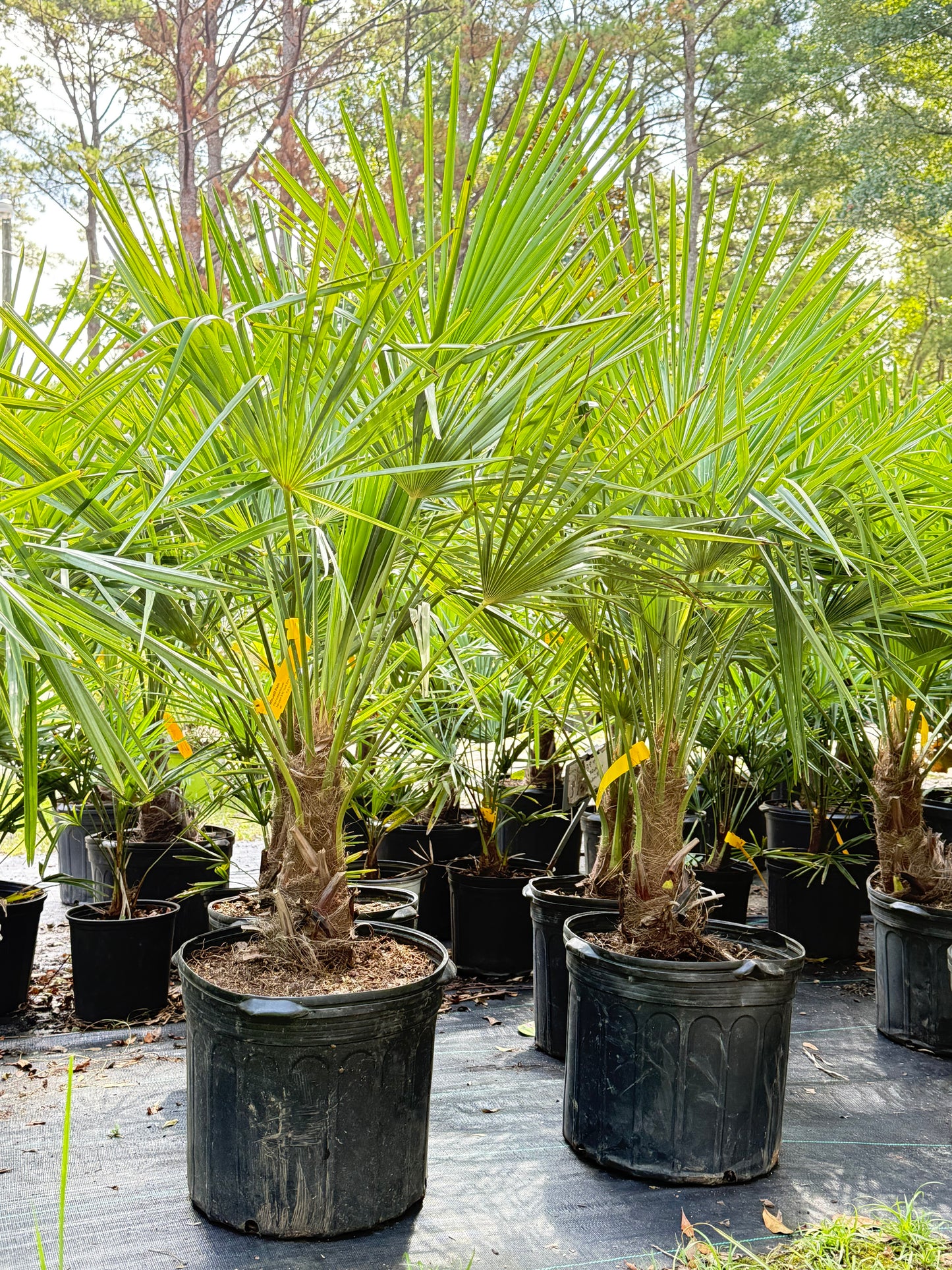 Windmill Palm (Trachycarpus fortunei) – Hardy Outdoor Palm Tree