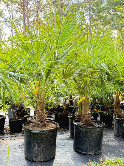 Windmill Palm (Trachycarpus fortunei) – Hardy Outdoor Palm Tree