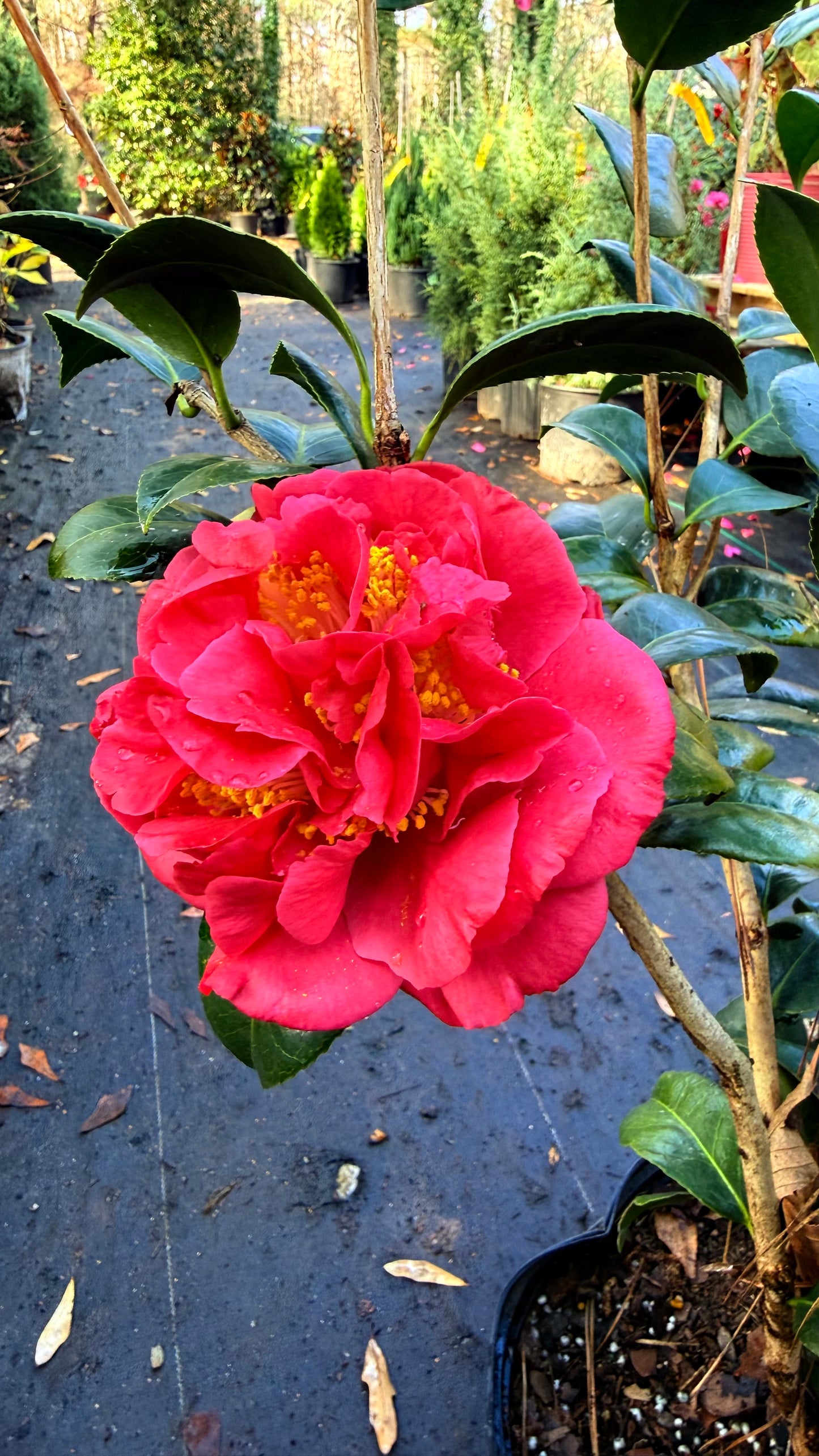 Kramer’s Supreme Camellia Japonica | Large Red Double Flowers