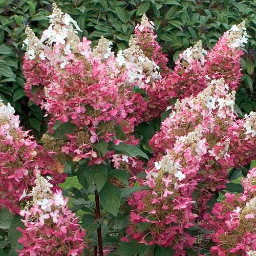 Tardiva Hydrangea Live Plant – Late Blooming White Panicle Hydrangea with Pink Flowers – Hardy Outdoor Shrub