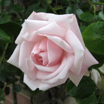 New Dawn Climbing Rose Plant – Fragrant Pink Climbing Rose Bush, Repeat Bloomer for Trellis, Fence, Arbor & Garden Landscaping