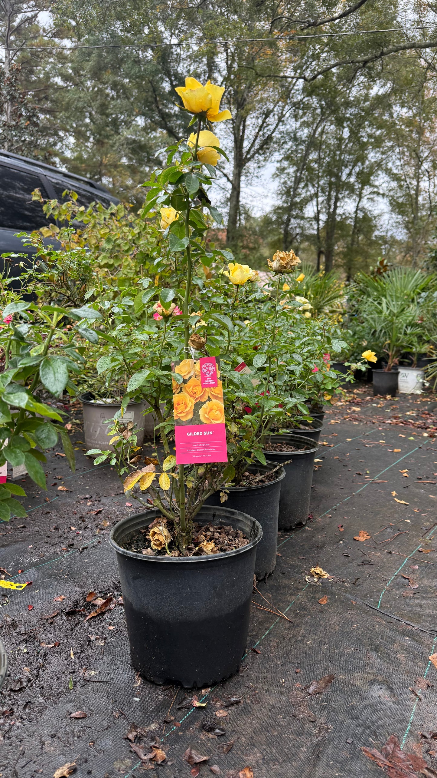 Gilded Sun™ Rose – Bright Yellow Floribunda Rose Shrub