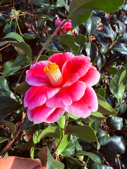 Sadaharu Oh Camellia – Red & White Winter Blooming Evergreen Shrub | Camellia japonica