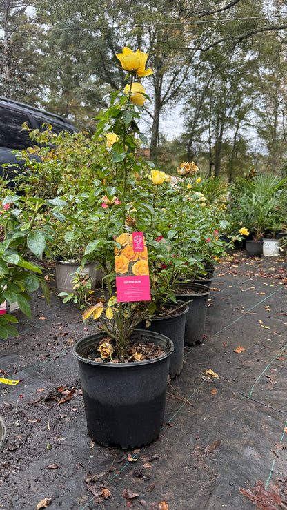 Gilded Sun™ Rose – Bright Yellow Floribunda Rose Shrub