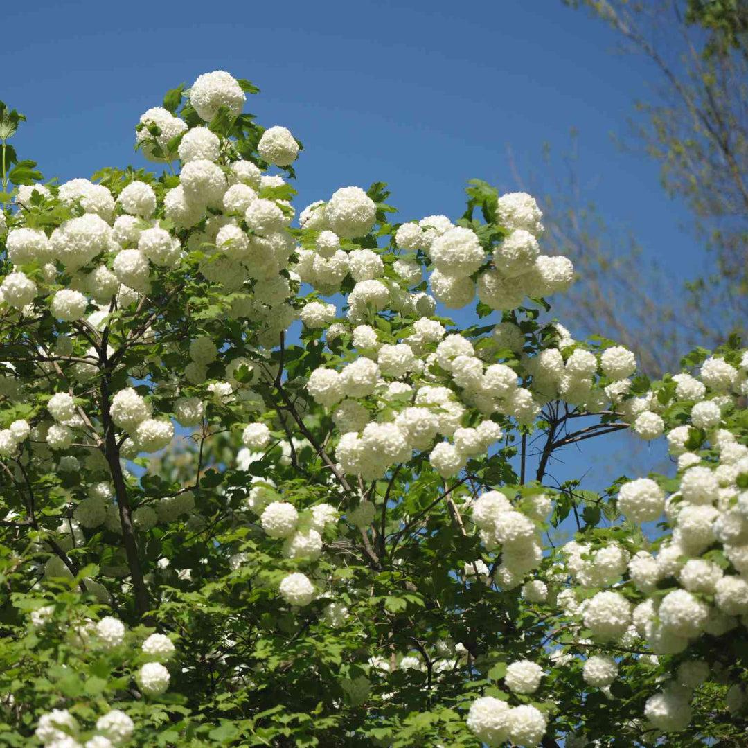 Chinese Snowball Viburnum – Large White Blooming Ornamental Shrub