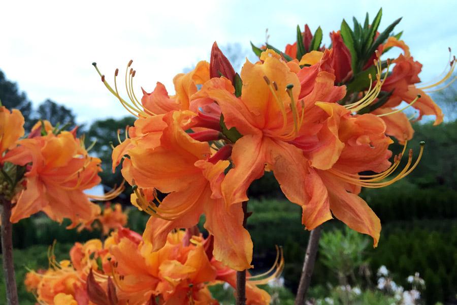 Tallulah Sunrise Native Azalea – Peach to Orange Blooming Deciduous Shrub