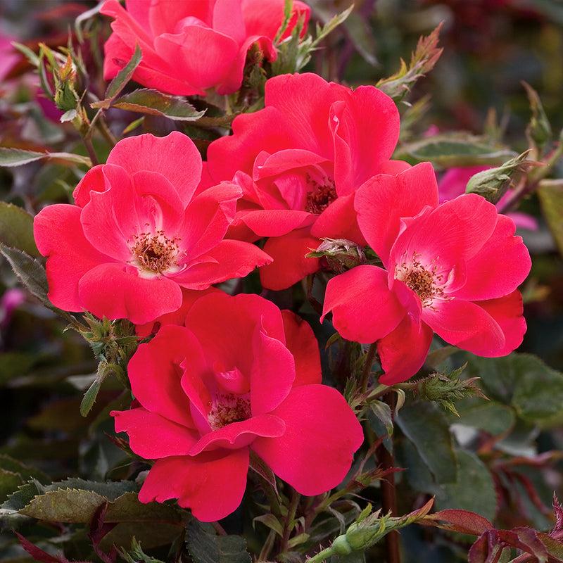 Red Knock Out  Rose – Continuous Blooming Hardy Landscape Shrub
