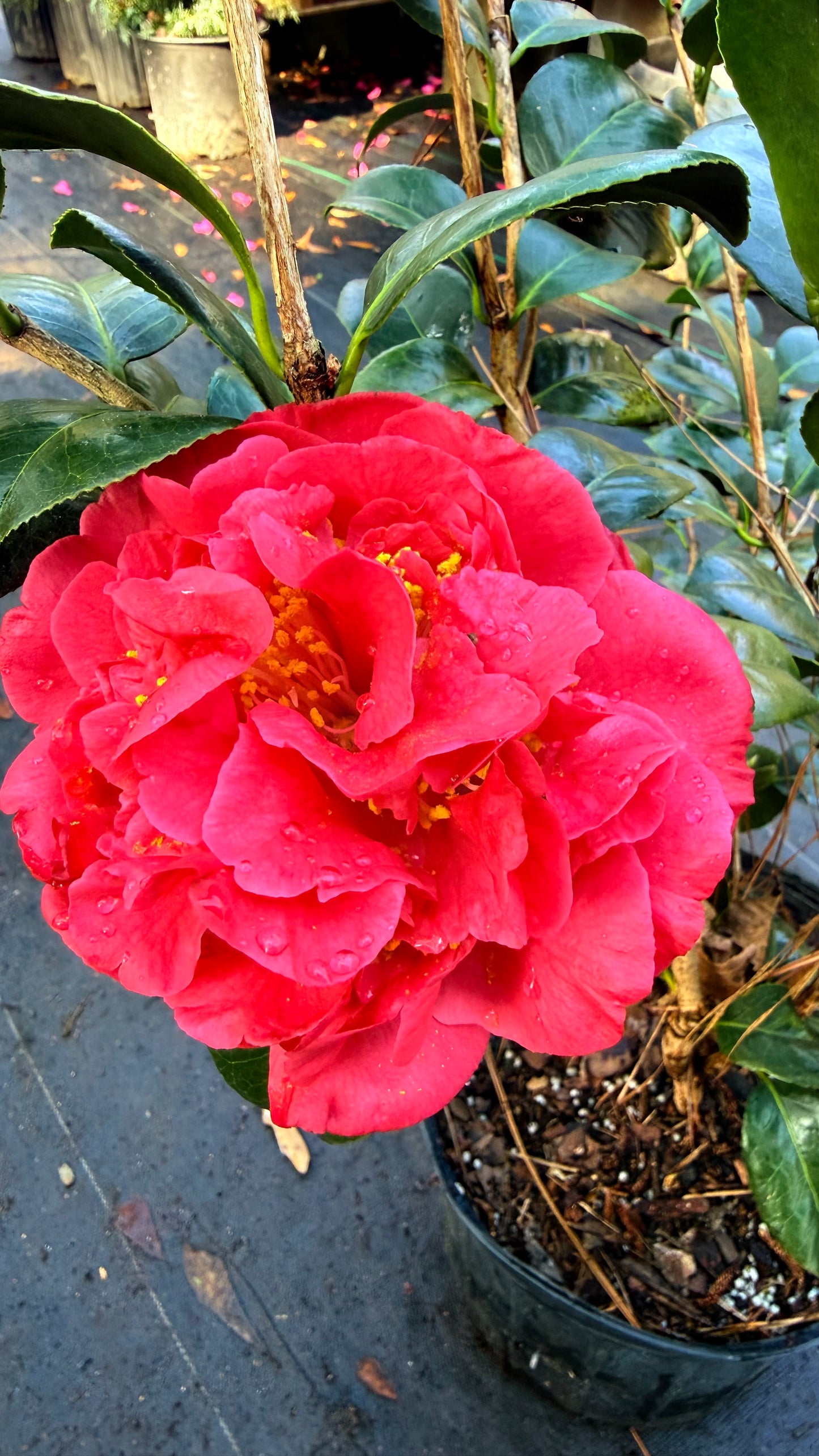 Kramer’s Supreme Camellia Japonica | Large Red Double Flowers
