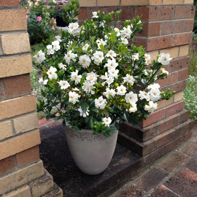 Buttons Gardenia – Compact Fragrant Evergreen Shrub with Creamy White Blooms