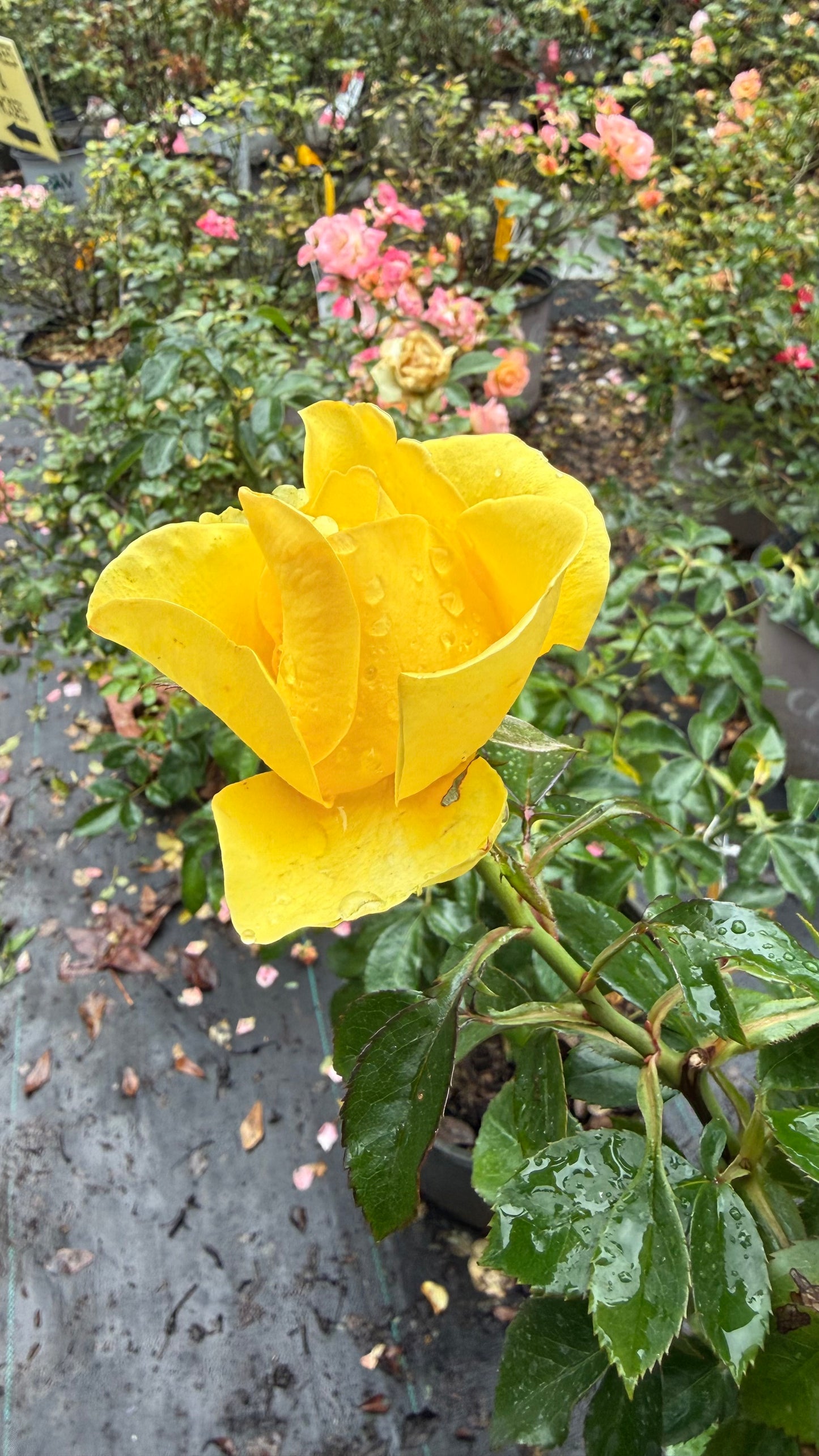 Gilded Sun™ Rose – Bright Yellow Floribunda Rose Shrub