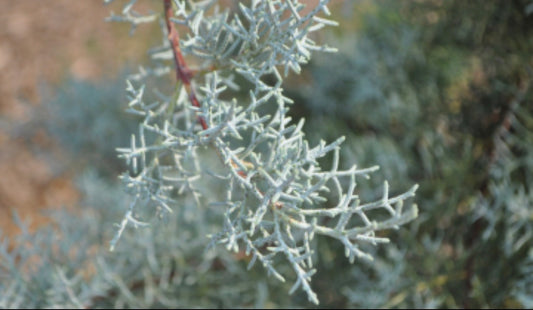 Blue Ice Arizona Cypress Tree – Drought-Tolerant Evergreen for Privacy Screens and Landscapes