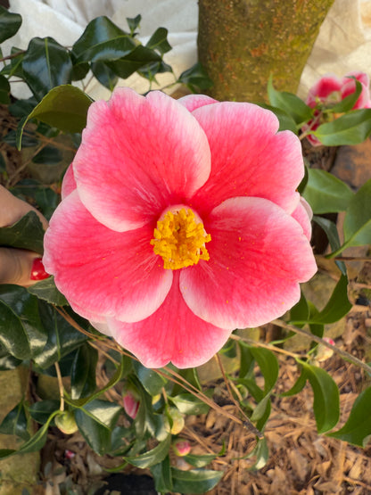 Sadaharu Oh Camellia – Red & White Winter Blooming Evergreen Shrub | Camellia japonica