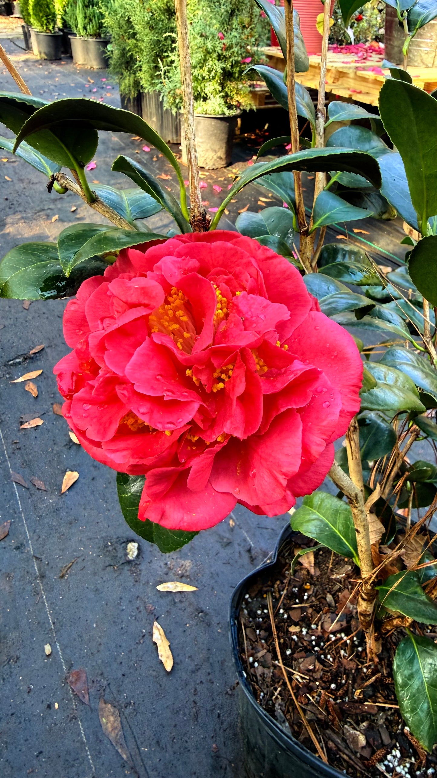 Kramer’s Supreme Camellia Japonica | Large Red Double Flowers