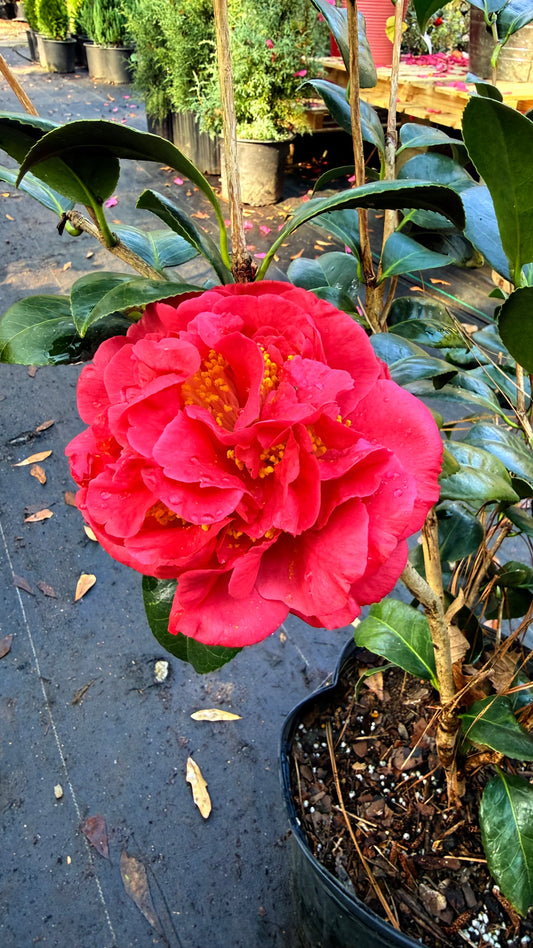 Kramer’s Supreme Camellia Japonica | Large Red Double Flowers