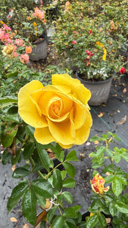 Gilded Sun™ Rose – Bright Yellow Floribunda Rose Shrub