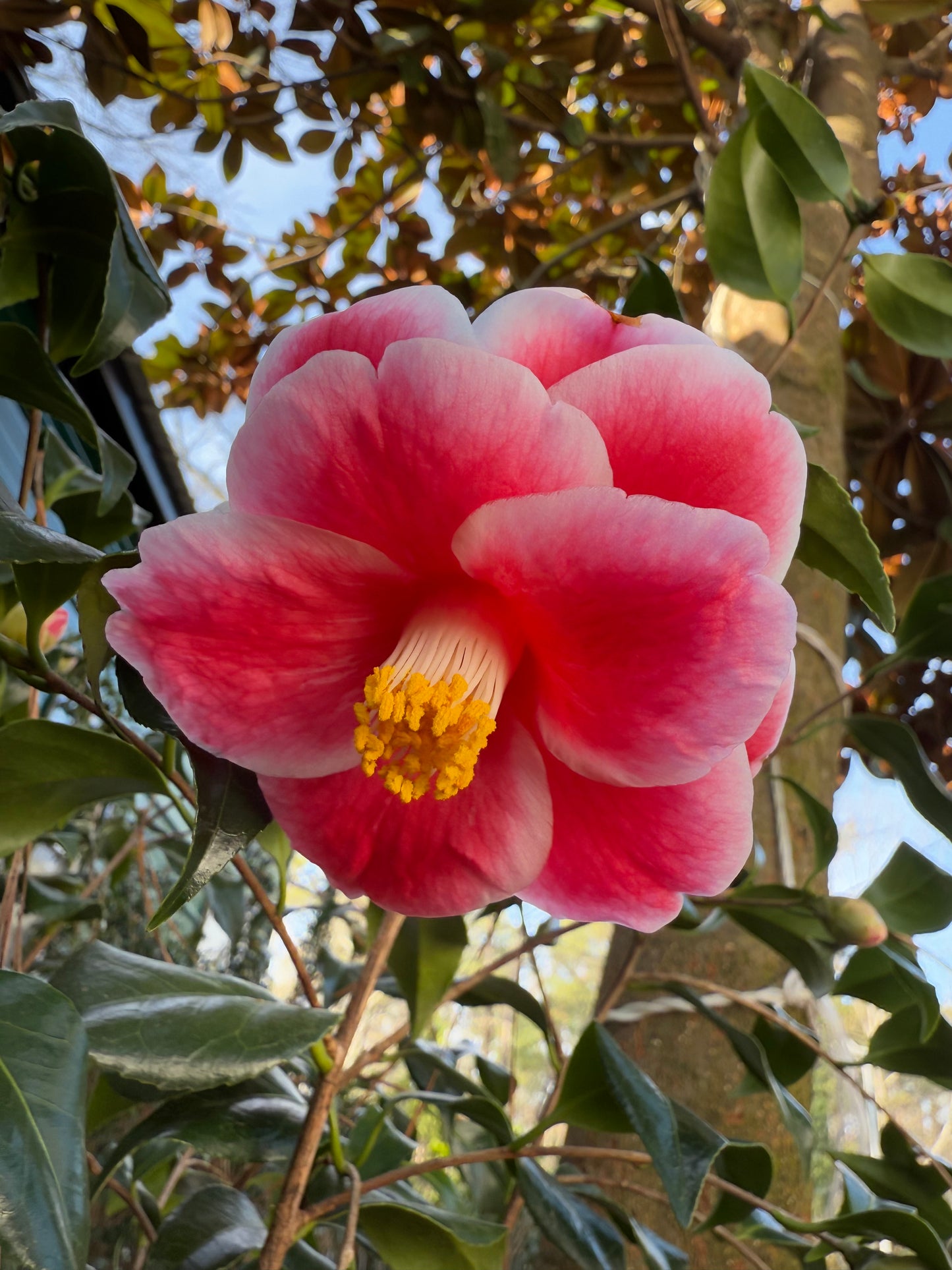 Sadaharu Oh Camellia – Red & White Winter Blooming Evergreen Shrub | Camellia japonica