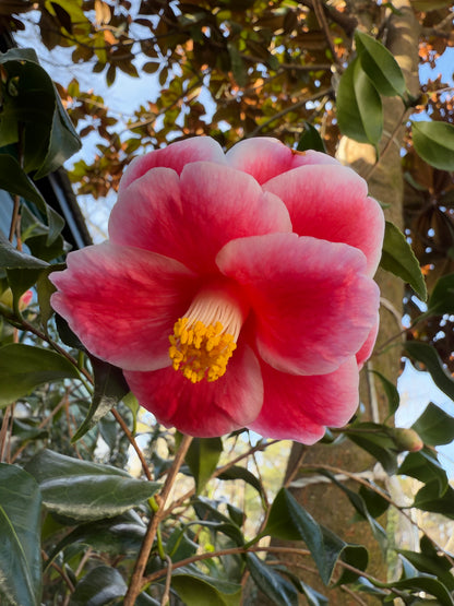Sadaharu Oh Camellia – Red & White Winter Blooming Evergreen Shrub | Camellia japonica