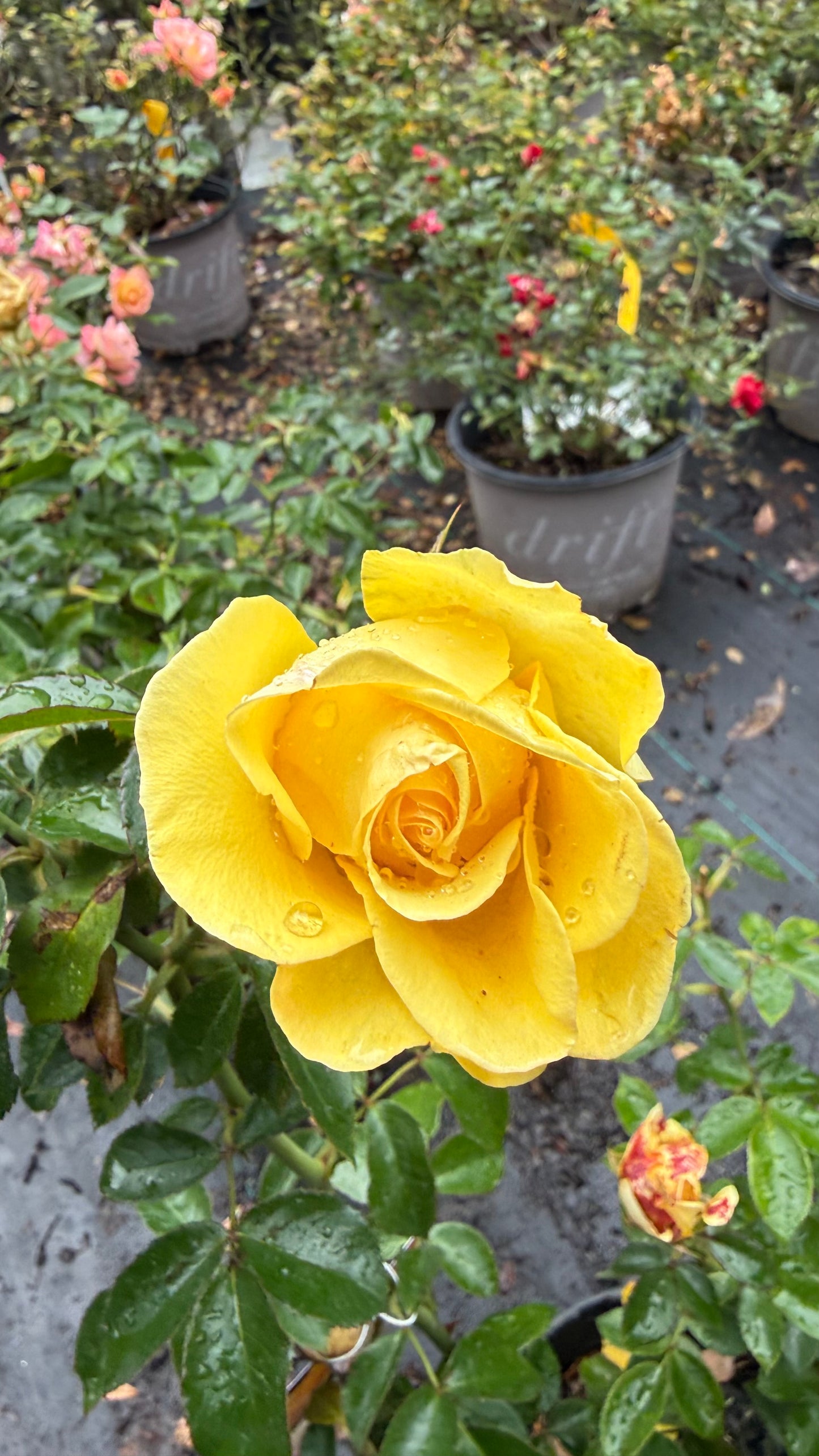 Gilded Sun™ Rose – Bright Yellow Floribunda Rose Shrub