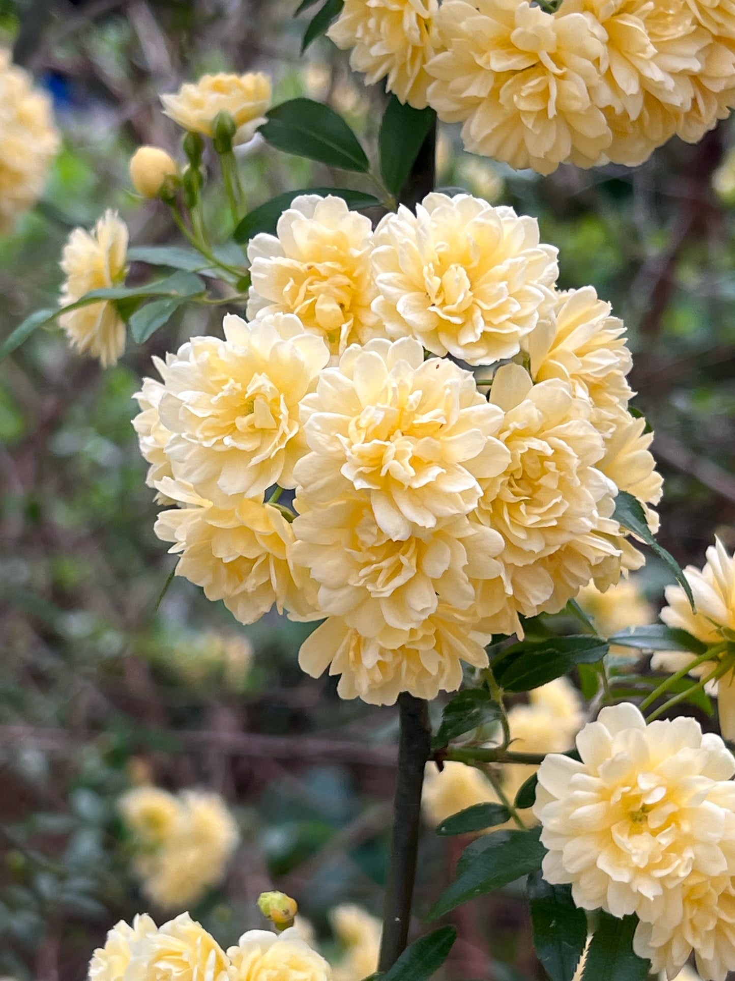 Lady Banks Rose – Thornless Climbing Rose with Cascading Yellow or White Blooms