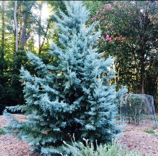 Blue Ice Arizona Cypress Tree – Drought-Tolerant Evergreen for Privacy Screens and Landscapes