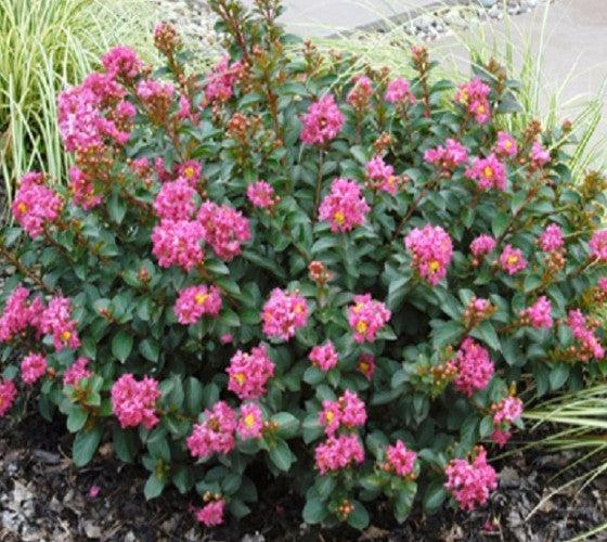 Pocomoke Crape Myrtle – Dwarf Pink Flowering Shrub