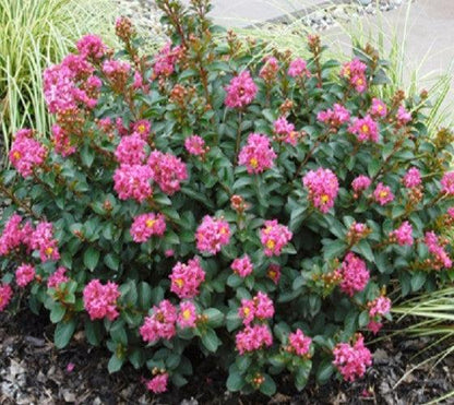Pocomoke Crape Myrtle – Dwarf Pink Flowering Shrub