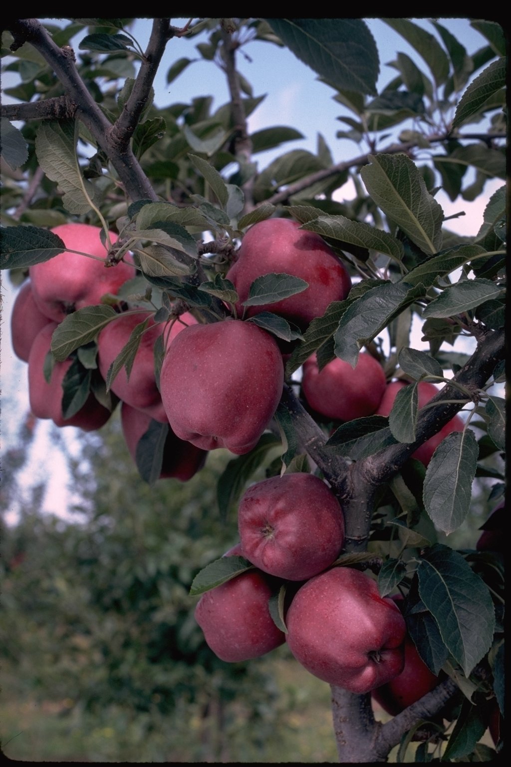 Arkansas Black Apple Tree – Heirloom Variety, Sweet Crisp Apples, Easy to Grow