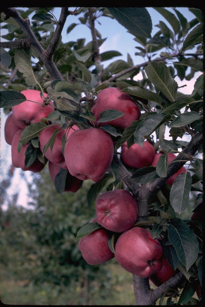 Arkansas Black Apple Tree – Heirloom Variety, Sweet Crisp Apples, Easy to Grow