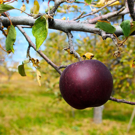 Arkansas Black Apple Tree – Heirloom Variety, Sweet Crisp Apples, Easy to Grow