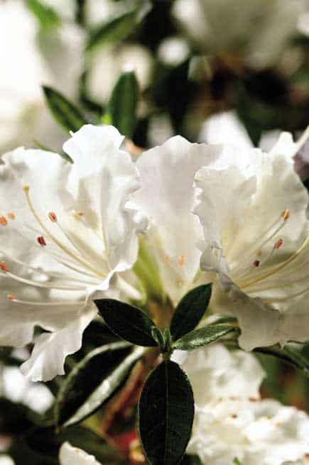 Autumn Angel Encore Azalea – White Reblooming Evergreen Shrub