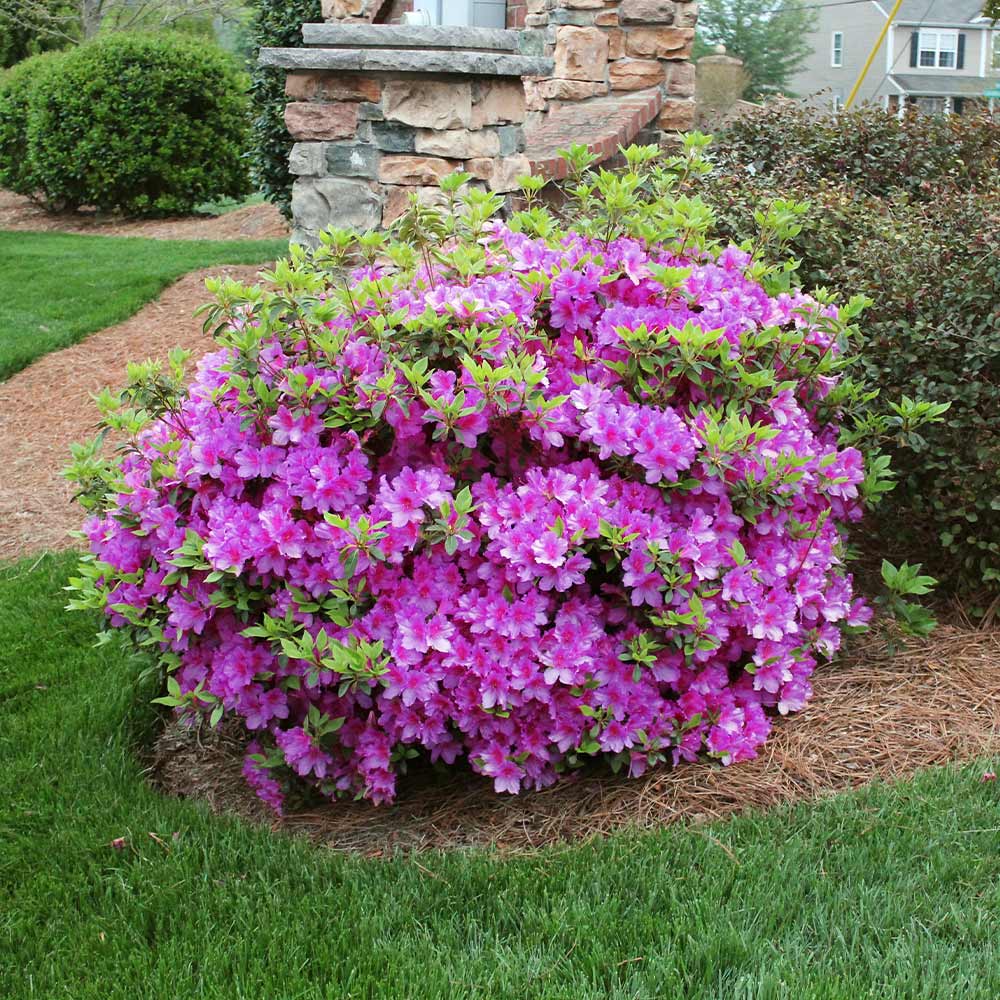 Royalty Encore® Azalea – Reblooming Purple Evergreen Shrub