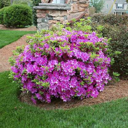 Royalty Encore® Azalea – Reblooming Purple Evergreen Shrub