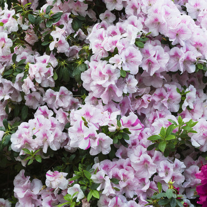 Autumn Twist Encore Azalea – Reblooming Evergreen Azalea Shrub
