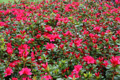 Hino Crimson Azalea – Evergreen Red Spring-Blooming Shrub