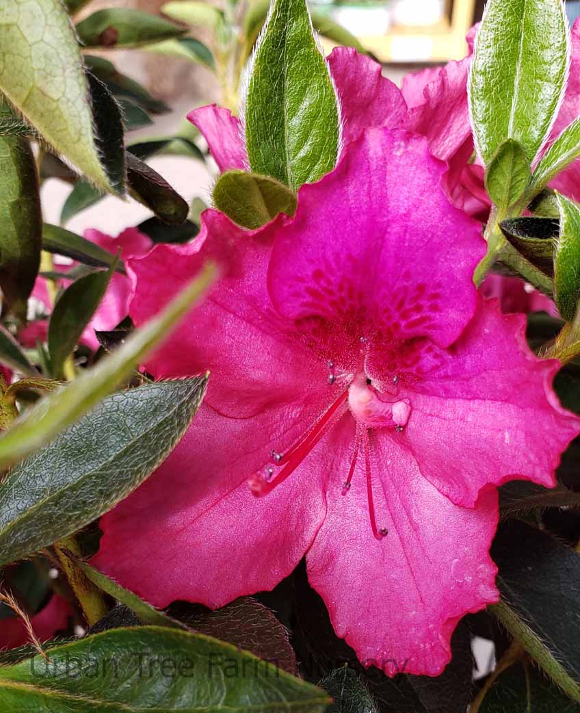 Southern Charm Azalea – Pink Evergreen Flowering Shrub for Partial Shade – Rhododendron Hybrid – Live Plant