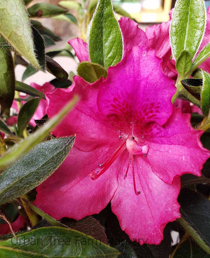 Southern Charm Azalea – Pink Evergreen Flowering Shrub for Partial Shade – Rhododendron Hybrid – Live Plant