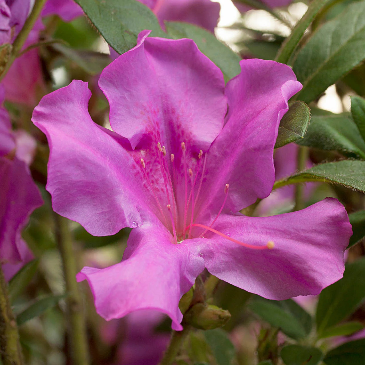 Royalty Encore® Azalea – Reblooming Purple Evergreen Shrub