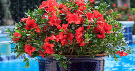 Encore Azalea ‘Autumn Bravo’ – Reblooming Red Evergreen Shrub