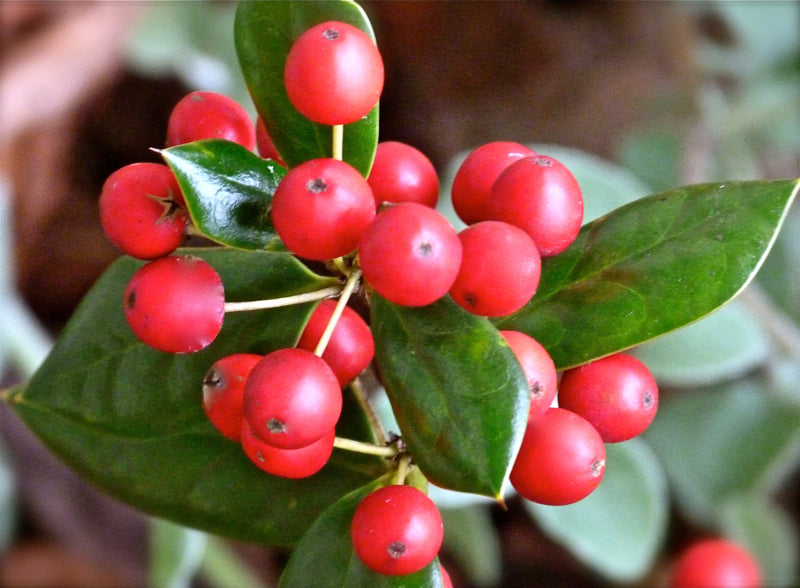 Dwarf Burford Holly – Compact Evergreen Shrub with Glossy Green Foliage and Red Winter Berries