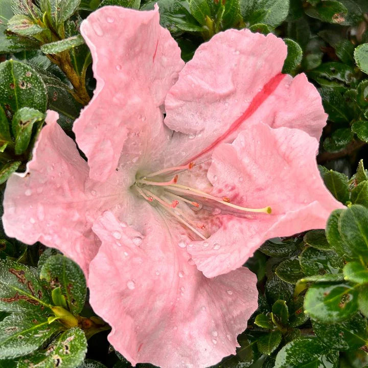 Hilda Niblett Azalea – Evergreen Shrub with Coral-Pink Blooms | Compact Flowering Azalea