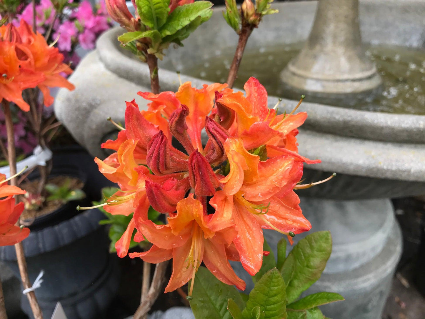 Gibraltar Azalea Live Plant – Bright Orange Spring Blooming Deciduous Shrub