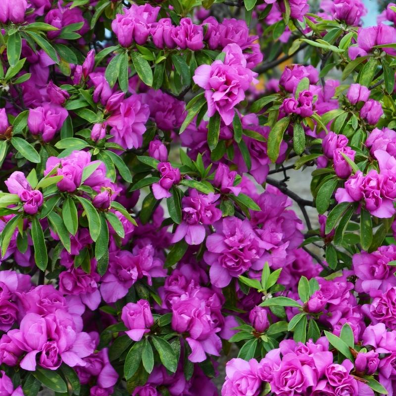Amelia Rose Azalea Live Plant – Pink Flowering Evergreen Shrub for Garden & Landscape