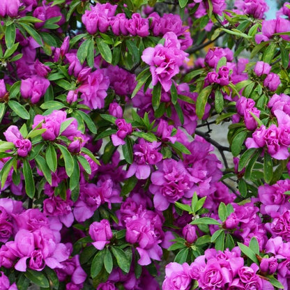 Amelia Rose Azalea Live Plant – Pink Flowering Evergreen Shrub for Garden & Landscape